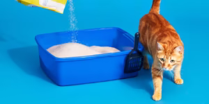 Best Cat Litter